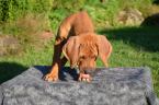 Duriče, farbiare a príbuzné plemená, RODÉZSKY RIDGEBACK