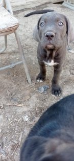 Pinče, bradáče, molosoidy a švajčiarske salašnícke psy, CANE CORSO