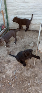 Pinče, bradáče, molosoidy a švajčiarske salašnícke psy, CANE CORSO