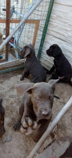 Pinče, bradáče, molosoidy a švajčiarske salašnícke psy, CANE CORSO