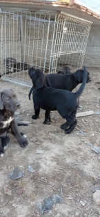 Pinče, bradáče, molosoidy a švajčiarske salašnícke psy, CANE CORSO