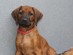 Duriče, farbiare a príbuzné plemená, RODÉZSKY RIDGEBACK