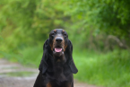 Duriče, farbiare a príbuzné plemená, AMERICKÝ BLACK AND TAN COONHOUND