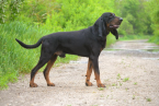 Duriče, farbiare a príbuzné plemená, AMERICKÝ BLACK AND TAN COONHOUND