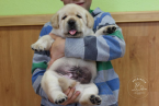, Labrador Retriever - šteniatka s rodokmeňom pôvodu s PP
