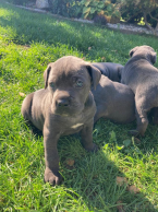 Pinče, bradáče, molosoidy a švajčiarske salašnícke psy, CANE CORSO