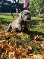 Pinče, bradáče, molosoidy a švajčiarske salašnícke psy, CANE CORSO