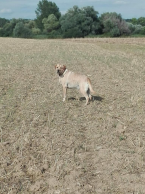 Retrívre, sliediče a vodné psy, LABRADORSKÝ RETRÍVER