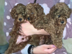 , Red Miniature Poodle puppies