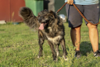 Neuznané plemená a krížence, KRÍŽENEC