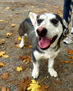 , Fido hľadá domov