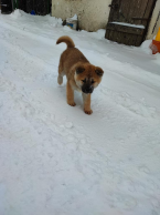 Špice a primitívne typy, AKITA INU