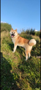 Špice a primitívne typy, AKITA INU