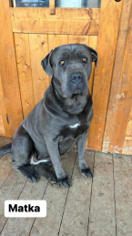 Pinče, bradáče, molosoidy a švajčiarske salašnícke psy, CANE CORSO