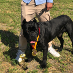 Pinče, bradáče, molosoidy a švajčiarske salašnícke psy, CANE CORSO