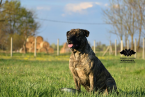 Pinče, bradáče, molosoidy a švajčiarske salašnícke psy, CANE CORSO