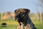 Pinče, bradáče, molosoidy a švajčiarske salašnícke psy, CANE CORSO