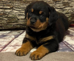 , Rozkošné šteniatka rotvajlera na adopciu.