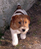 Teriéry, JACK RUSSELL TERIÉR