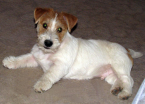 Teriéry, JACK RUSSELL TERIÉR