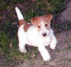 Teriéry, JACK RUSSELL TERIÉR