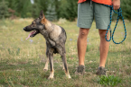 Neuznané plemená a krížence, KRÍŽENEC
