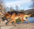 Neuznané plemená a krížence, KRÍŽENEC