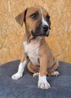 , Americky stafordsky terier,amstaff