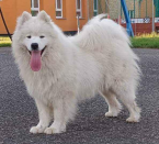 Špice a primitívne typy, SAMOJED