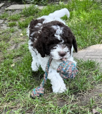 Retrívre, sliediče a vodné psy, LAGOTTO