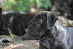 Pinče, bradáče, molosoidy a švajčiarske salašnícke psy, CANE CORSO