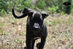 Pinče, bradáče, molosoidy a švajčiarske salašnícke psy, CANE CORSO