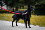 Ovčiaky a pastierske psy, MUDI