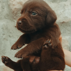 , Labrador retriever šteniatka 