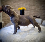 , American Bully XL