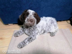 , Šteniatka Lagotto Romagnolo