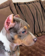 , Pitbull Bluenose Blue merle