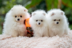 , Pomeranian, krásne šteniatka 