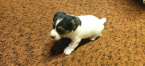 , Jack russel terier