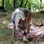 Ovčiaky a pastierske psy, ČESKOSLOVENSKÝ VLČIAK