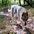 Ovčiaky a pastierske psy, ČESKOSLOVENSKÝ VLČIAK