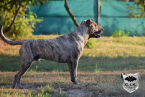 Pinče, bradáče, molosoidy a švajčiarske salašnícke psy, CANE CORSO