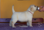 , Labrador Retriever - šteniatko s rodokmeňom pôvodu