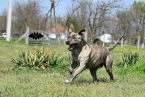 Pinče, bradáče, molosoidy a švajčiarske salašnícke psy, CANE CORSO