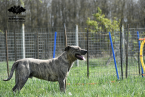 Pinče, bradáče, molosoidy a švajčiarske salašnícke psy, CANE CORSO