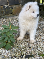 Špice a primitívne typy, SAMOJED