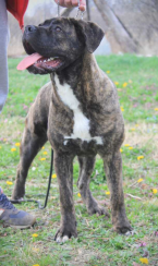 Pinče, bradáče, molosoidy a švajčiarske salašnícke psy, CANE CORSO