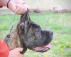 Pinče, bradáče, molosoidy a švajčiarske salašnícke psy, CANE CORSO