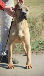 Pinče, bradáče, molosoidy a švajčiarske salašnícke psy, CANE CORSO