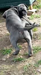 Pinče, bradáče, molosoidy a švajčiarske salašnícke psy, CANE CORSO